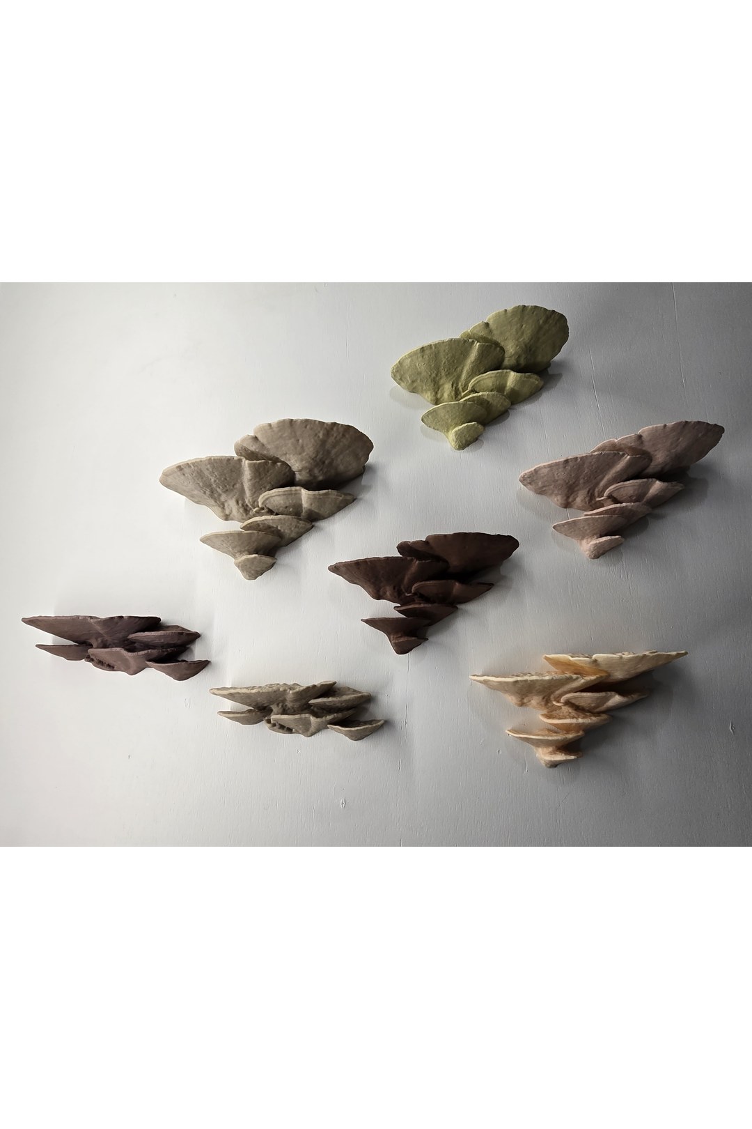 Multi-color Turkey Tail mushroom shelf cluster on white wall