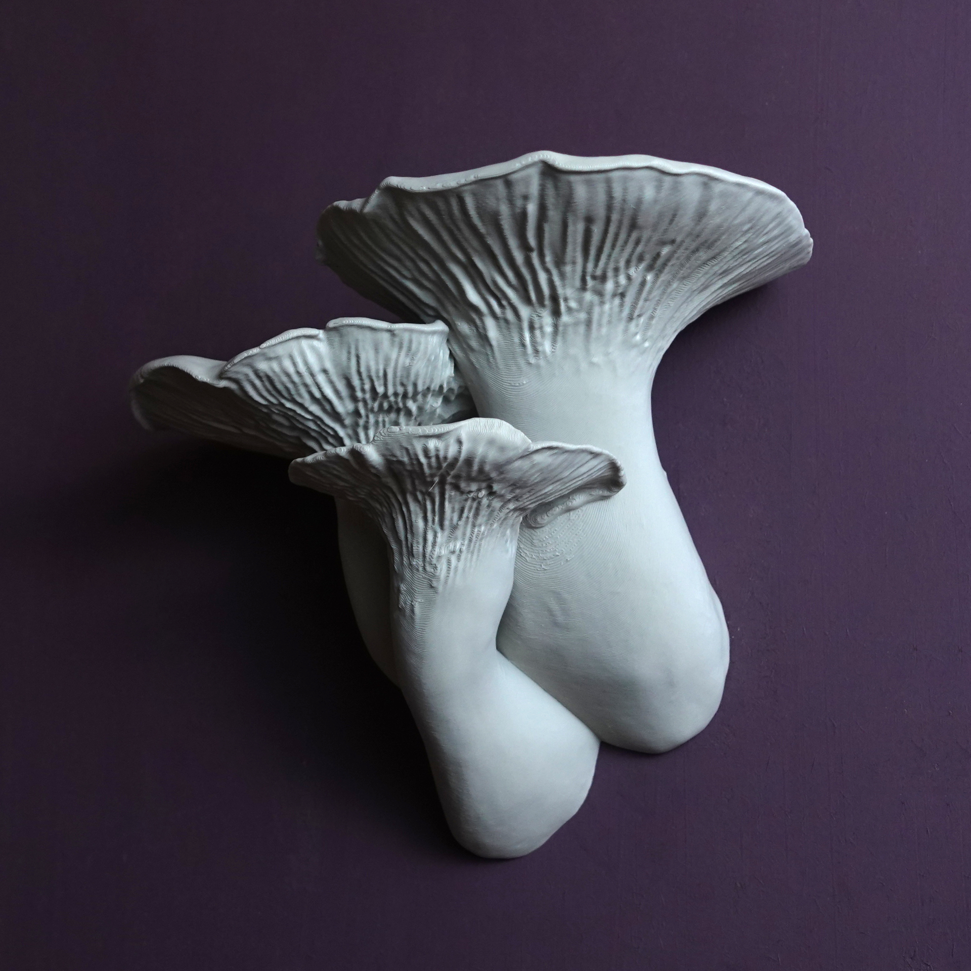 Pleurotus Eryngii King Oyster mushroom shelf
